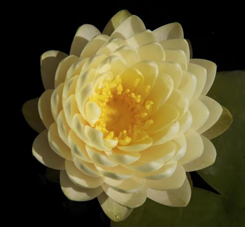 Nymphaea Lemon Meringue Nymphaea Lemon Meringue