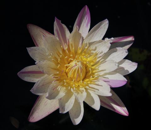 Nymphaea Milky Way Nymphaea Milky Way