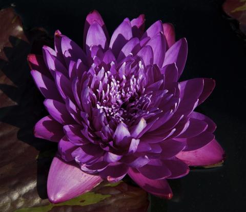 Nymphaea Morada Bay Nymphaea Morada Bay