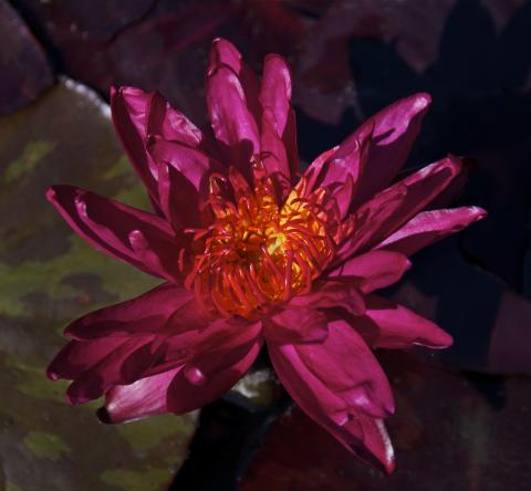 Nymphaea Sangria Nymphaea Sangria