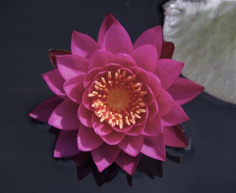 Nymphaea Siam Beauty Nymphaea Siam Beauty