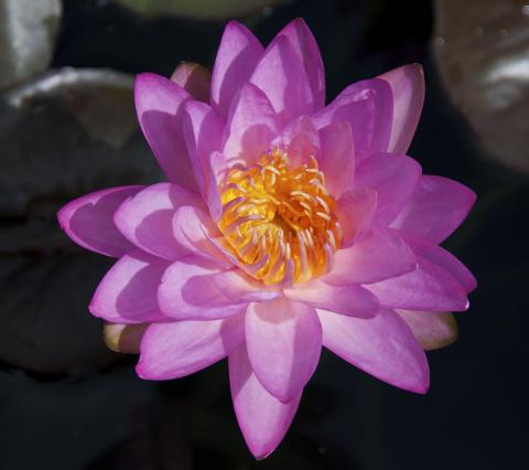 Кувшинка Siam Purple 2 Кувшинка Siam Purple 2