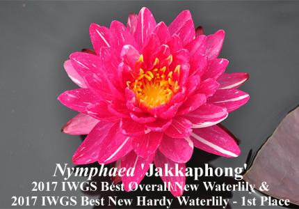 нимфея Jakkaphong победитель конкурса IWGS 2017 года фото