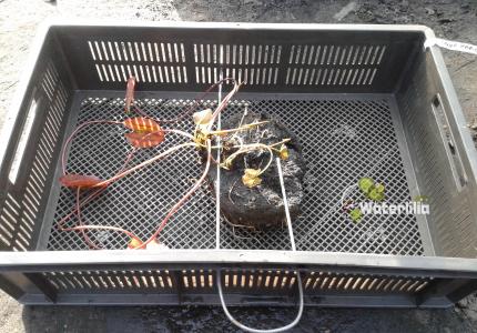 Посадка нимфеи в пруд