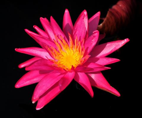 кувшинка 0126 nymphaea 0126