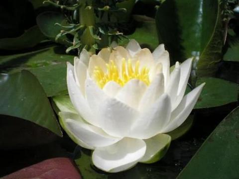 nymphaea Alba