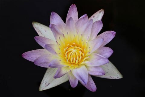 Кувшинка "Chularat" Кувшинка "Chularat"
