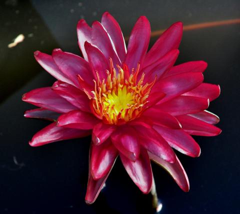кувшинка Deep Purple nymphaea Deep Purple