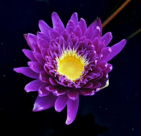кувшинка Galaxy nymphaea Galaxy