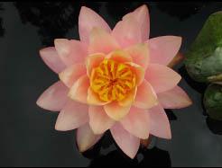 nymphaea "Hybrid 2007-1" nymphaea "Hybrid 2007-1"
