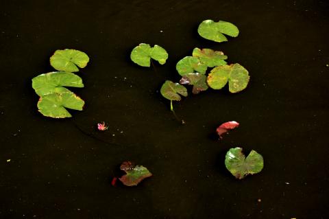 кувшинка 0126 nymphaea 0126