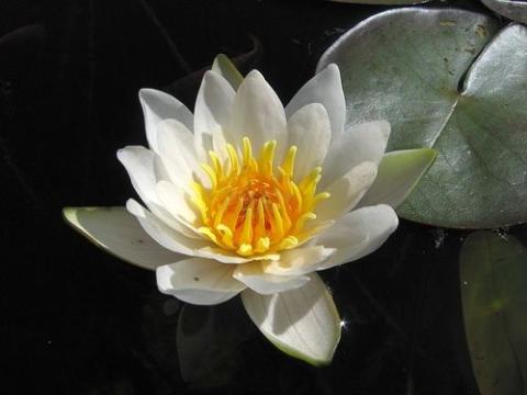 nymphaea Candida