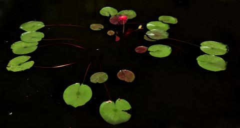 кувшинка Deep Purple nymphaea Deep Purple