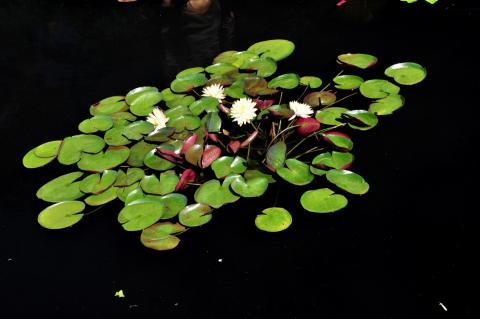 кувшинка Demoiselle nymphaea Demoiselle