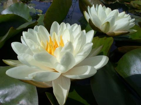 nymphaea Denver