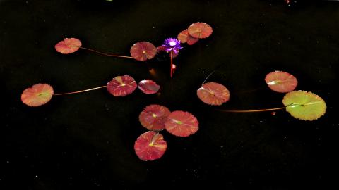 кувшинка Galaxy nymphaea Galaxy