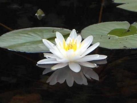 nymphaea Gladstoniana