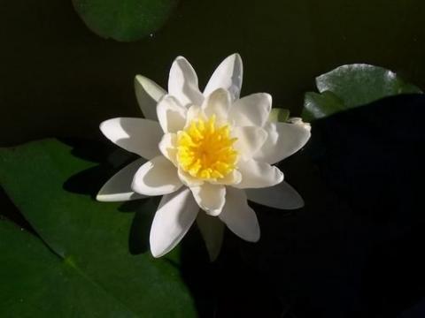 nymphaea Hermine