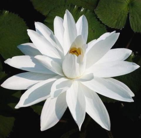 NYMPHAEA Juno