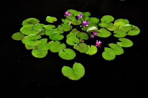 кувшинка Madinina nymphaea Madinina