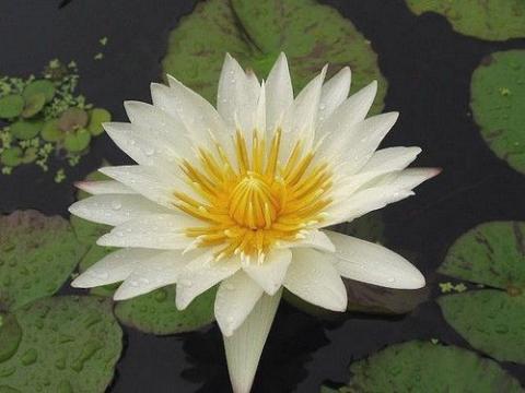 nymphaea Marian Strawn