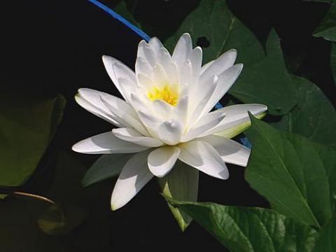 nymphaea Perry's Double White