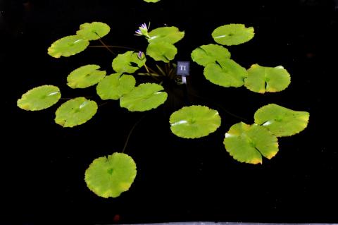 кувшинка Pitilarp nymphaea Pitilarp