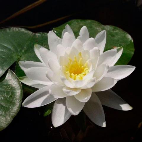 nymphaea Tuberosa Ricyardsoni