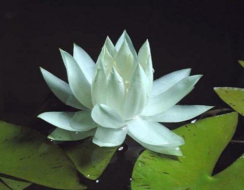nymphaea Santarem