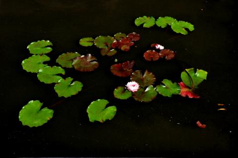 кувшинка Siam Rose nymphaea Siam Rose