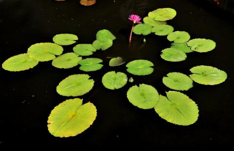 кувшинка T0016 nymphaea T0016