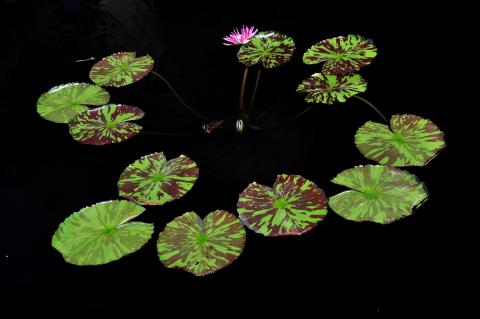 кувшинка T0115 nymphaea T0115