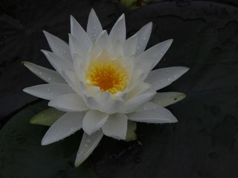 nymphaea white sensation