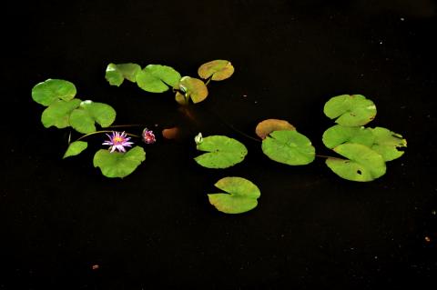 кувшинка Violine nymphaea Violine