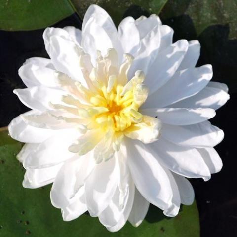 nymphaea White 1000 Petals