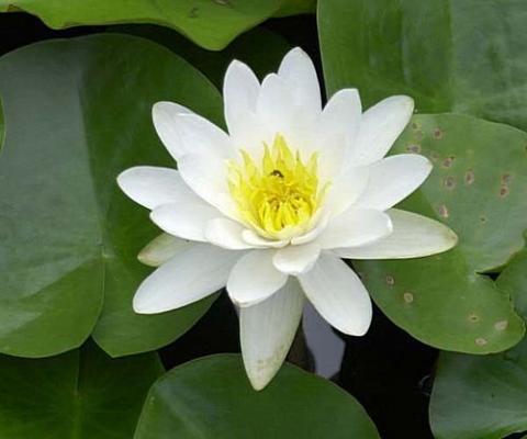 nymphaea Laydekeri Alba