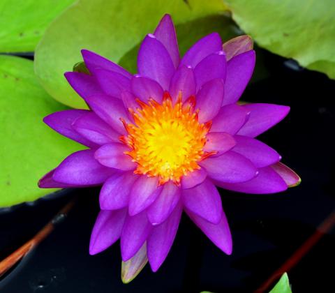 кувшинка Madinina nymphaea Madinina
