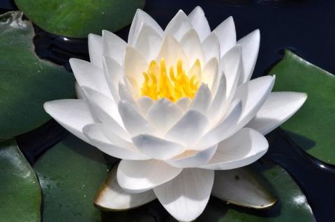 nymphaea Manee Siam