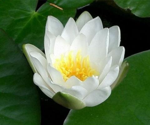 nymphaea odorata Minor