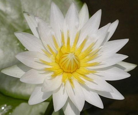 Nymphaea Mrs. George H. Prings