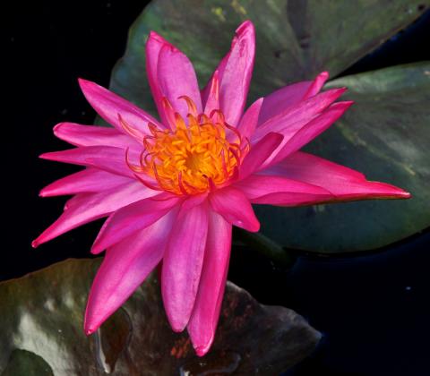 кувшинка 0126 nymphaea 0126