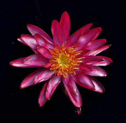 кувшинка Deep Purple nymphaea Deep Purple