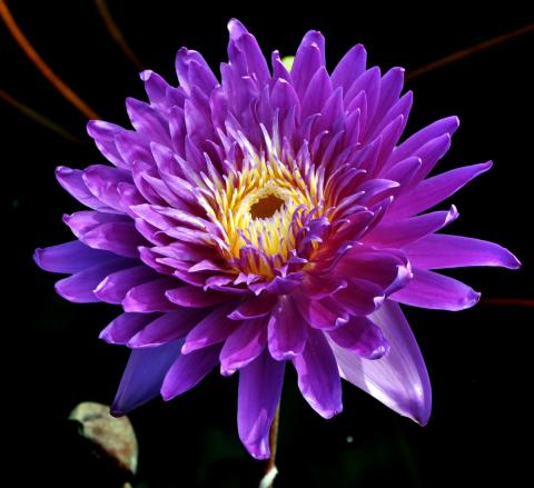 кувшинка Galaxy nymphaea Galaxy