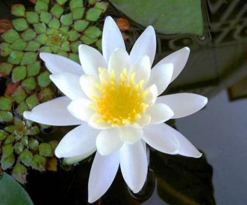 nymphaea caroliniana nivea