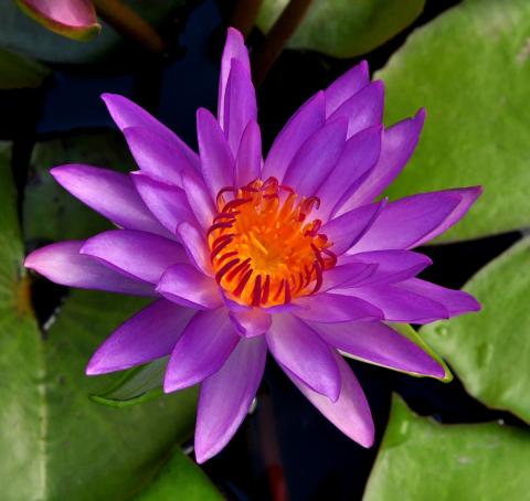 кувшинка Madinina nymphaea Madinina