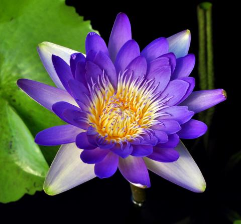 кувшинка Pitilarp nymphaea Pitilarp