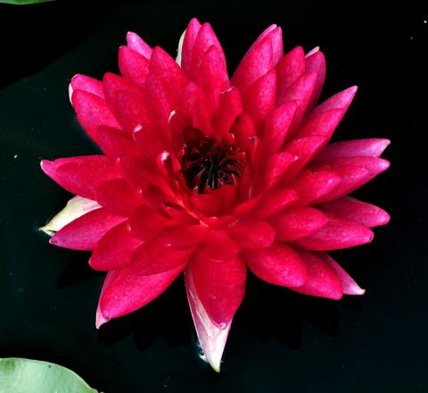 кувшинка Reine du bal nymphaea Reine du bal