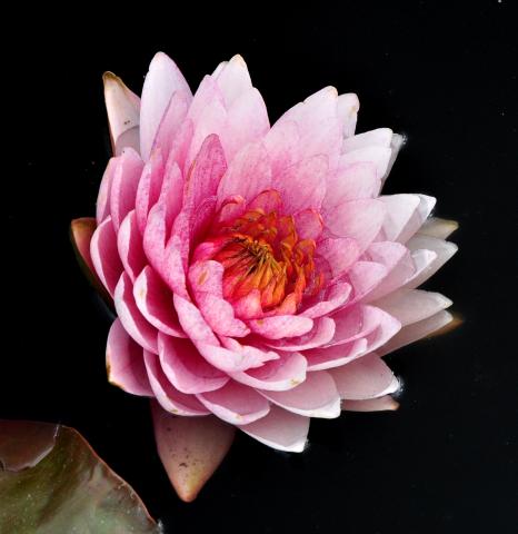 кувшинка Siam Rose nymphaea Siam Rose