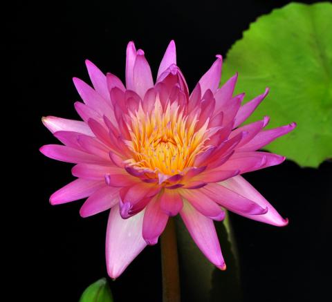 кувшинка T0016 nymphaea T0016
