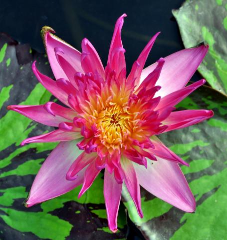 кувшинка T0115 nymphaea T0115